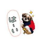 シーズー Ange②（個別スタンプ：4）