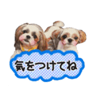 シーズー Ange②（個別スタンプ：15）
