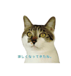 ベンとチャル（個別スタンプ：4）