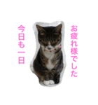 我が家のニャンコ（個別スタンプ：2）