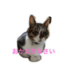 我が家のニャンコ（個別スタンプ：4）