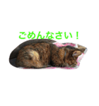 我が家のニャンコ（個別スタンプ：6）