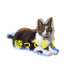 我が家のニャンコ（個別スタンプ：10）