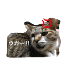 我が家のニャンコ（個別スタンプ：13）