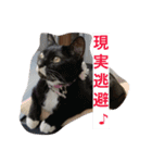 我が家のニャンコ（個別スタンプ：15）