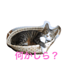 我が家のニャンコ（個別スタンプ：16）