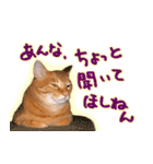 はんなり京都弁・トラ猫みいちゃん2（個別スタンプ：1）