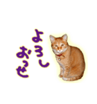 はんなり京都弁・トラ猫みいちゃん2（個別スタンプ：2）