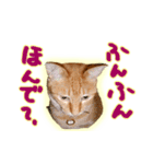 はんなり京都弁・トラ猫みいちゃん2（個別スタンプ：3）