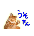 はんなり京都弁・トラ猫みいちゃん2（個別スタンプ：4）