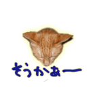 はんなり京都弁・トラ猫みいちゃん2（個別スタンプ：6）
