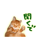 はんなり京都弁・トラ猫みいちゃん2（個別スタンプ：10）