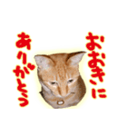 はんなり京都弁・トラ猫みいちゃん2（個別スタンプ：11）
