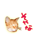 はんなり京都弁・トラ猫みいちゃん2（個別スタンプ：14）