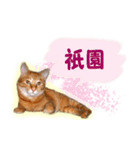 はんなり京都弁・トラ猫みいちゃん2（個別スタンプ：19）
