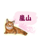 はんなり京都弁・トラ猫みいちゃん2（個別スタンプ：22）