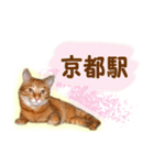 はんなり京都弁・トラ猫みいちゃん2（個別スタンプ：34）