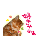 はんなり京都弁・トラ猫みいちゃん2（個別スタンプ：37）