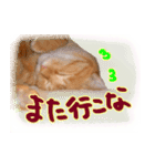 はんなり京都弁・トラ猫みいちゃん2（個別スタンプ：38）