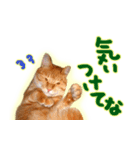 はんなり京都弁・トラ猫みいちゃん2（個別スタンプ：40）