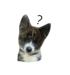 秋田犬きなこ（個別スタンプ：1）
