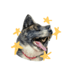 秋田犬きなこ（個別スタンプ：5）