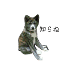 秋田犬きなこ（個別スタンプ：6）