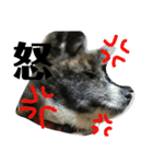 秋田犬きなこ（個別スタンプ：8）