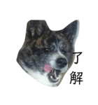 秋田犬きなこ（個別スタンプ：9）