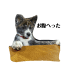 秋田犬きなこ（個別スタンプ：10）