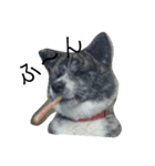 秋田犬きなこ（個別スタンプ：11）