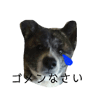 秋田犬きなこ（個別スタンプ：12）