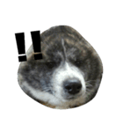 秋田犬きなこ（個別スタンプ：13）