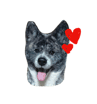 秋田犬きなこ（個別スタンプ：14）