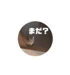 うちの猫キャンディ（個別スタンプ：7）