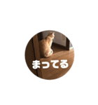 うちの猫キャンディ（個別スタンプ：8）