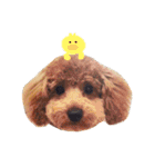 あすみさん（個別スタンプ：15）
