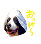 バーニーズマウンテン☆メルちゃん4（個別スタンプ：2）