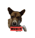 長介のオモロスタンプ（個別スタンプ：2）