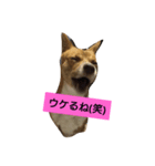 長介のオモロスタンプ（個別スタンプ：4）