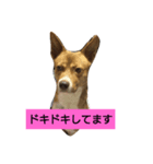 長介のオモロスタンプ（個別スタンプ：6）