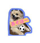 musashi Pomeranian（個別スタンプ：1）