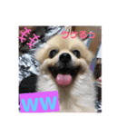 musashi Pomeranian（個別スタンプ：6）
