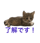 マンチカンの子猫ちゃん（個別スタンプ：1）