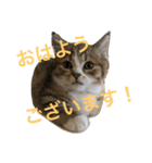 マンチカンの子猫ちゃん（個別スタンプ：2）