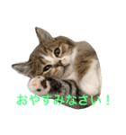 マンチカンの子猫ちゃん（個別スタンプ：3）