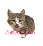マンチカンの子猫ちゃん（個別スタンプ：4）