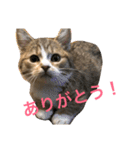 マンチカンの子猫ちゃん（個別スタンプ：5）