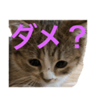 マンチカンの子猫ちゃん（個別スタンプ：7）