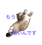 マンチカンの子猫ちゃん（個別スタンプ：8）